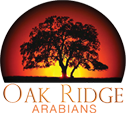 Oak Ridge Arabians